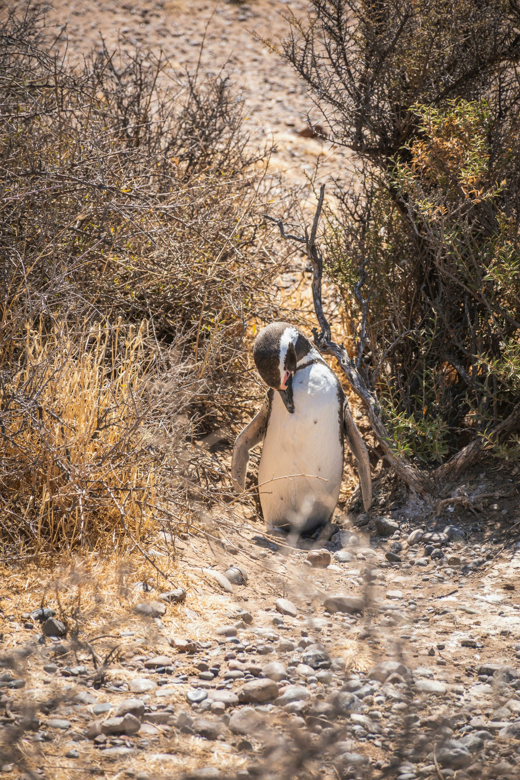 Dique Florentino Ameghino: Un Oasis en la Meseta Patagónica