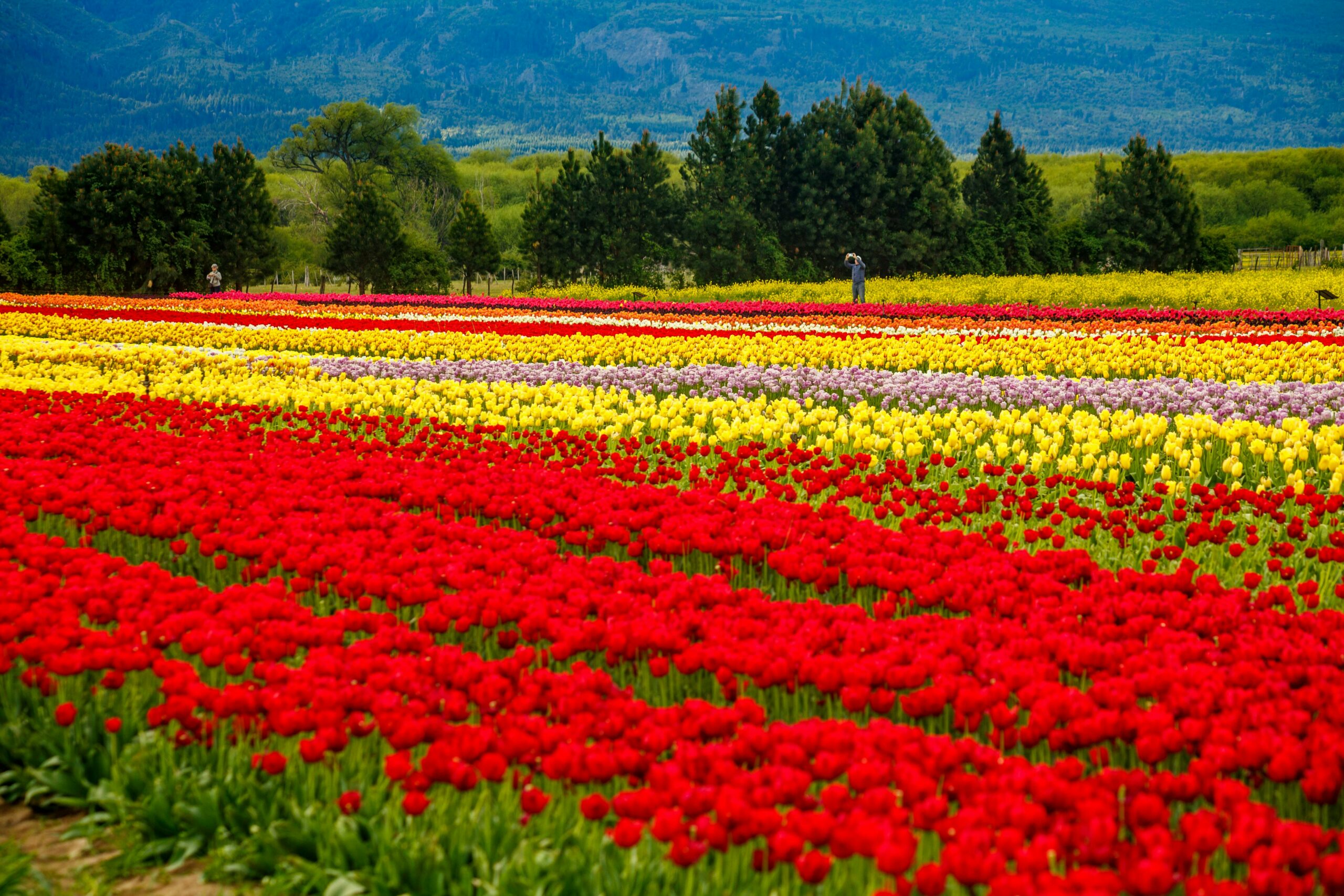 Trevelin, Chubut: El Encanto Gales en la Patagonia Argentina