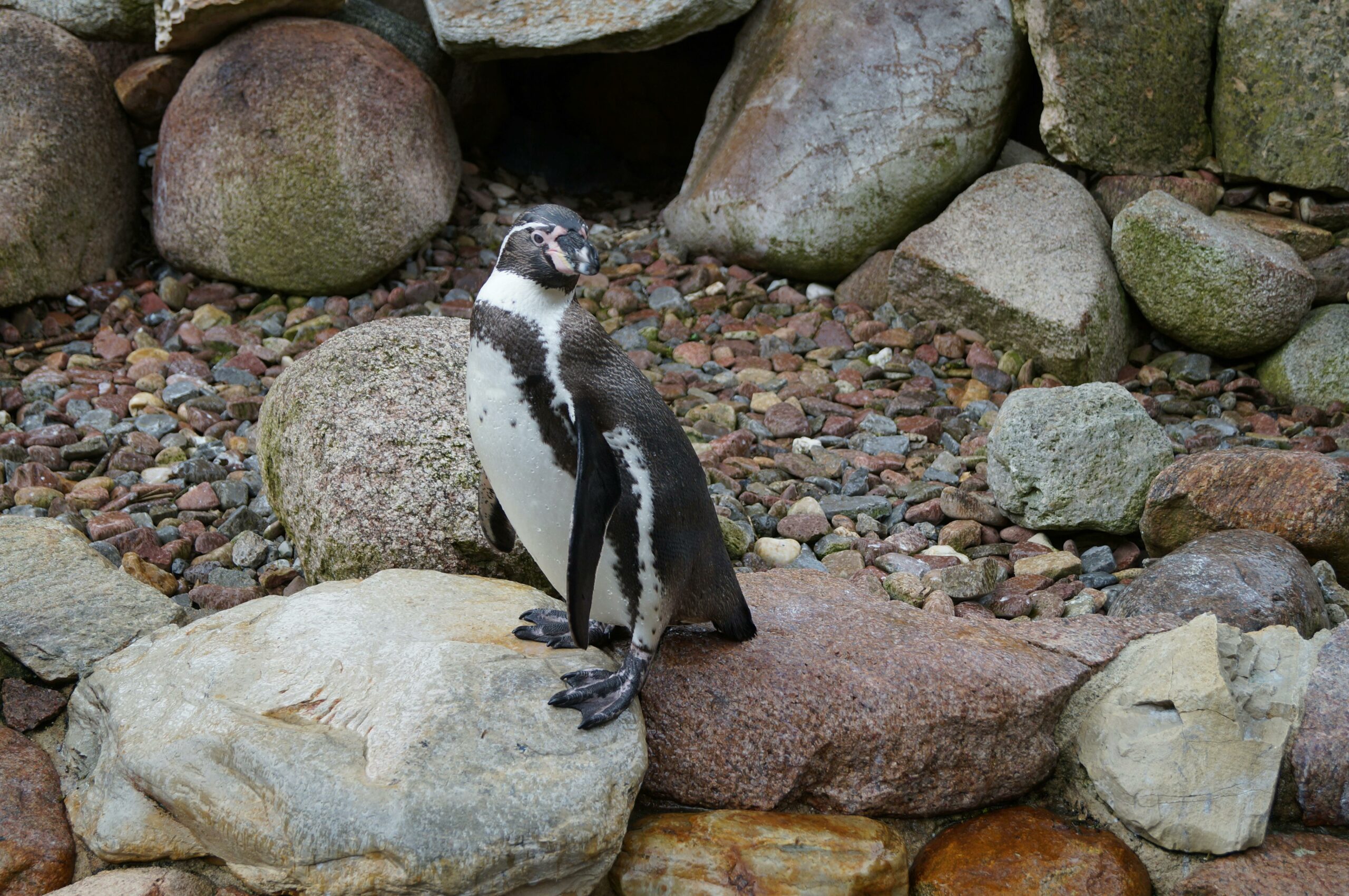 Punta Tombo: El Paraíso de los Pingüinos en Chubut